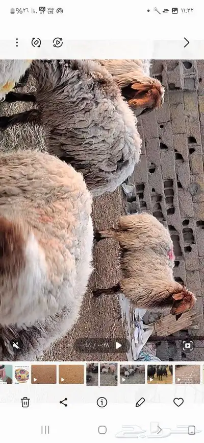 غنم للبيع العدد 25 بها 5مطافيل عيالها ذبائح 0