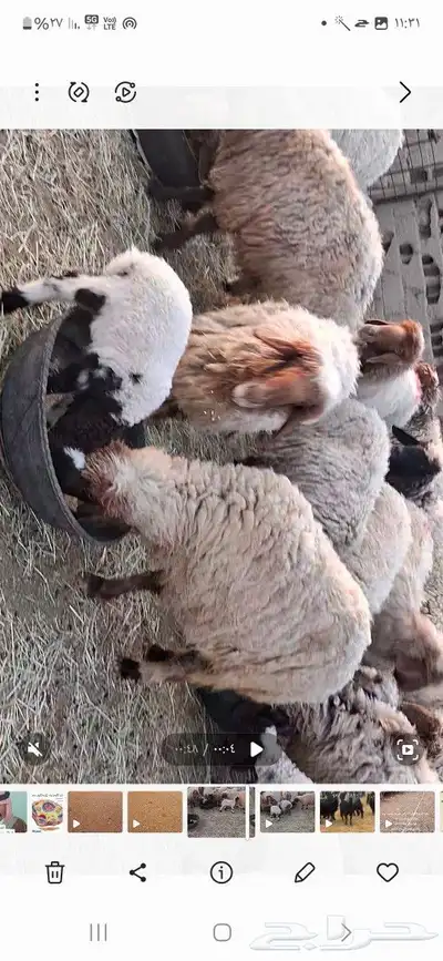 غنم للبيع العدد 25 بها 5مطافيل عيالها ذبائح 4
