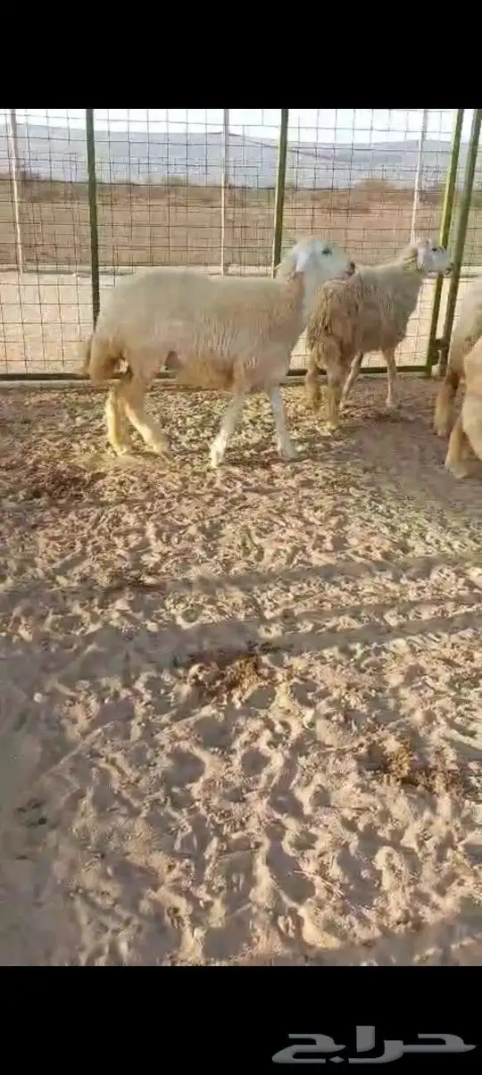 رخال جدعات 2