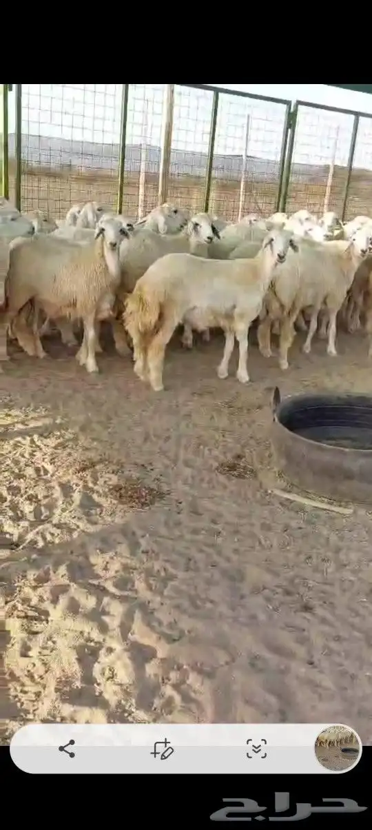 رخال جدعات 8