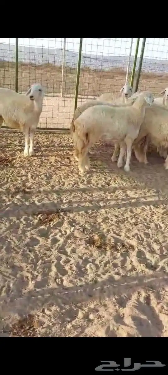 رخال جدعات 1