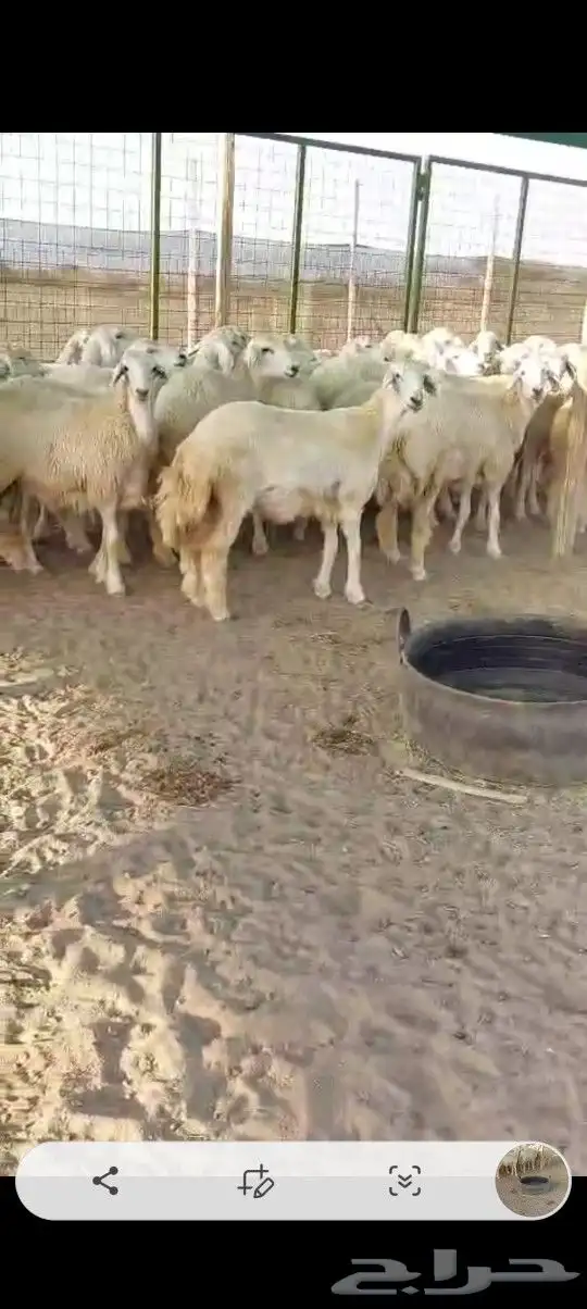 رخال جدعات 5