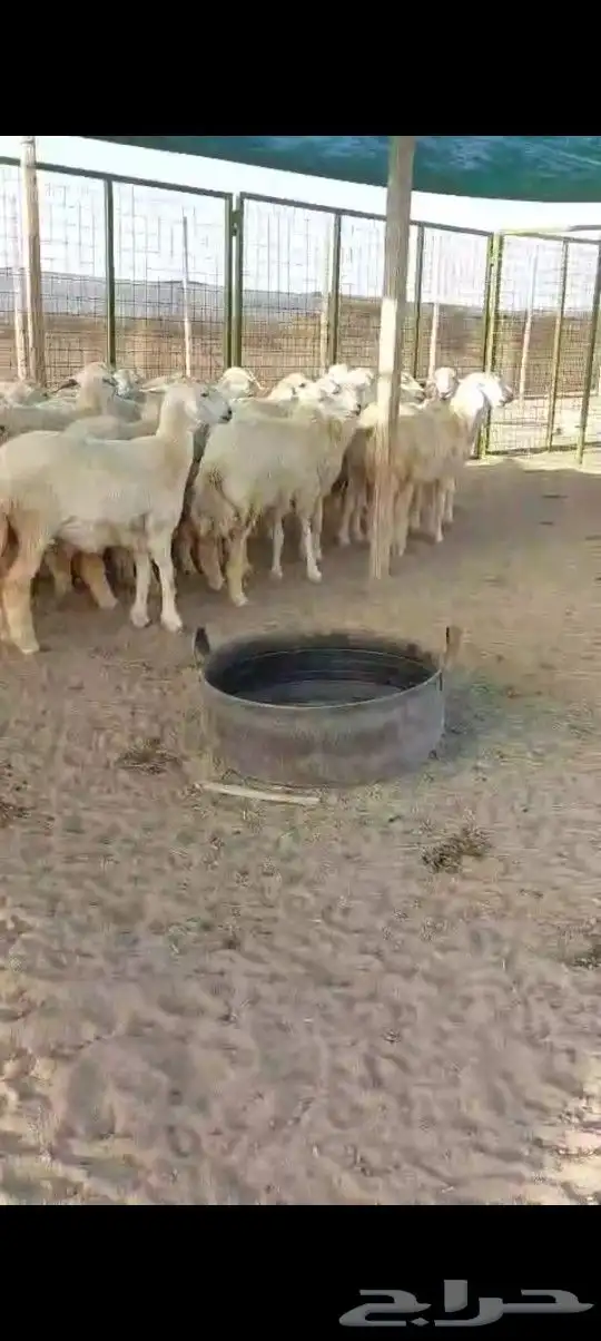 رخال جدعات 4