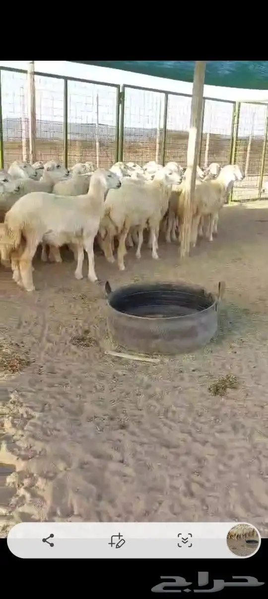 رخال جدعات 9