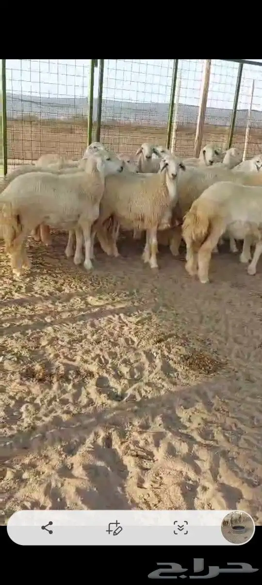 رخال جدعات 0