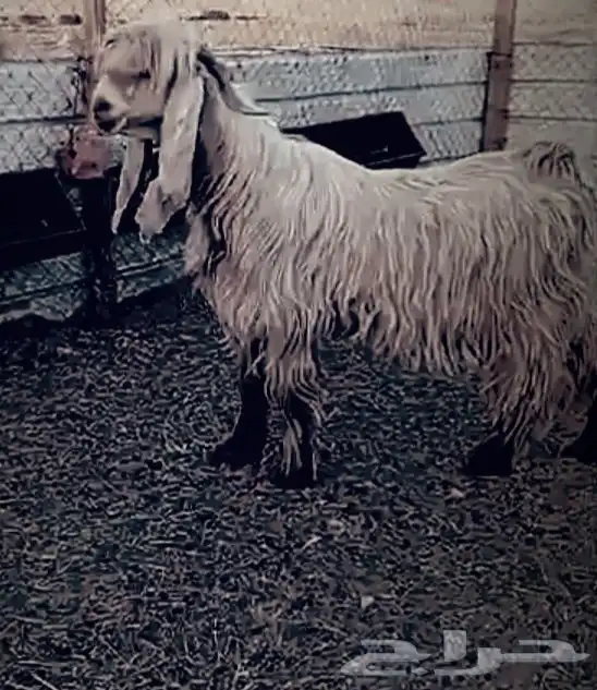 تيس اصفر عارضي معرف 0