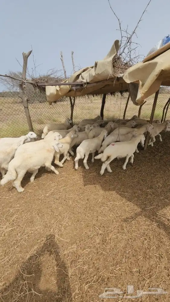 بهم تربية حري نظيف (تم البيع) 1