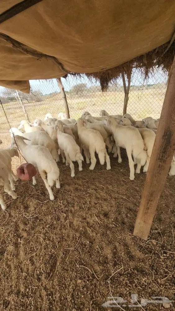 بهم تربية حري نظيف (تم البيع) 4