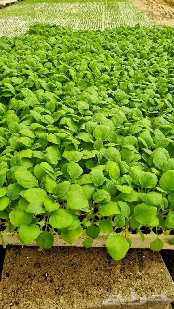 شتلات بادنجان 1