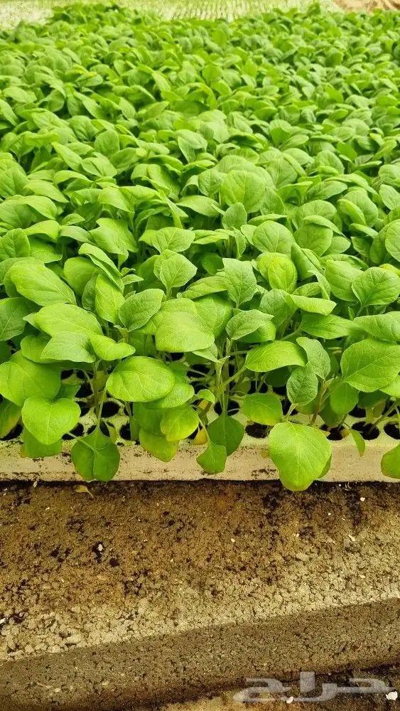 شتلات بادنجان 0