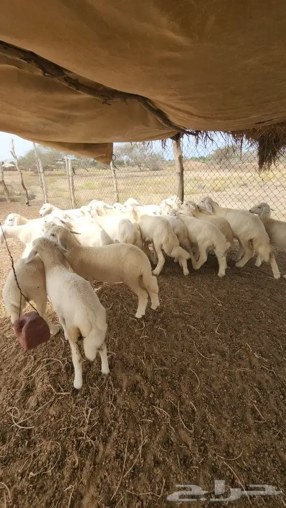 بهم تربية حري نظيف (تم البيع) 2