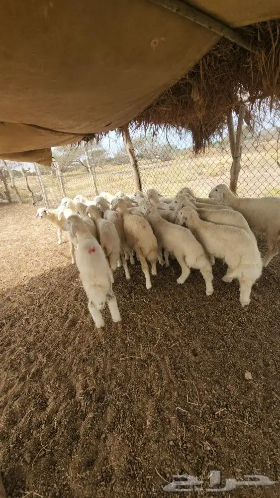 بهم تربية حري نظيف (تم البيع) 7