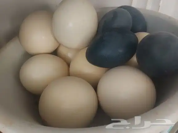 بيض نعام 0