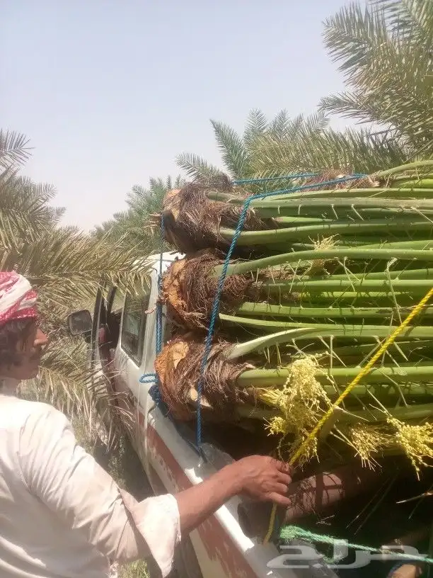 نخل 5متر 6متر 7متر وجميع المقاسات متوفره 5