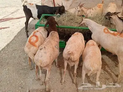 تيوس وبربري للبيع 0