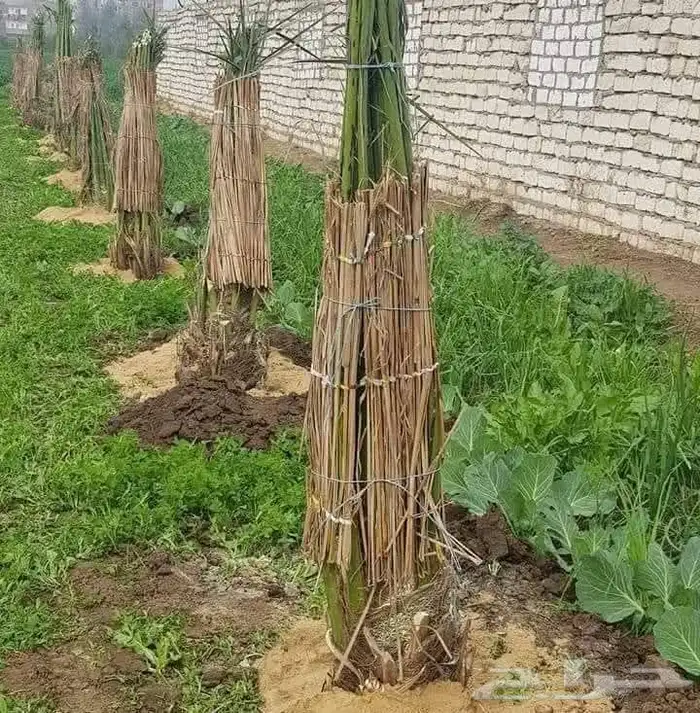 مقولات نخيل وتركيب جميع انواع شبوك وتكريب وتنظيف نخيل 1