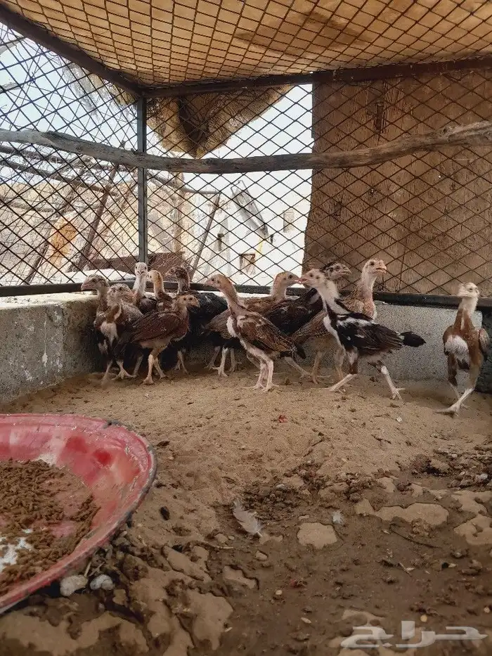 السلام ورحمة 1