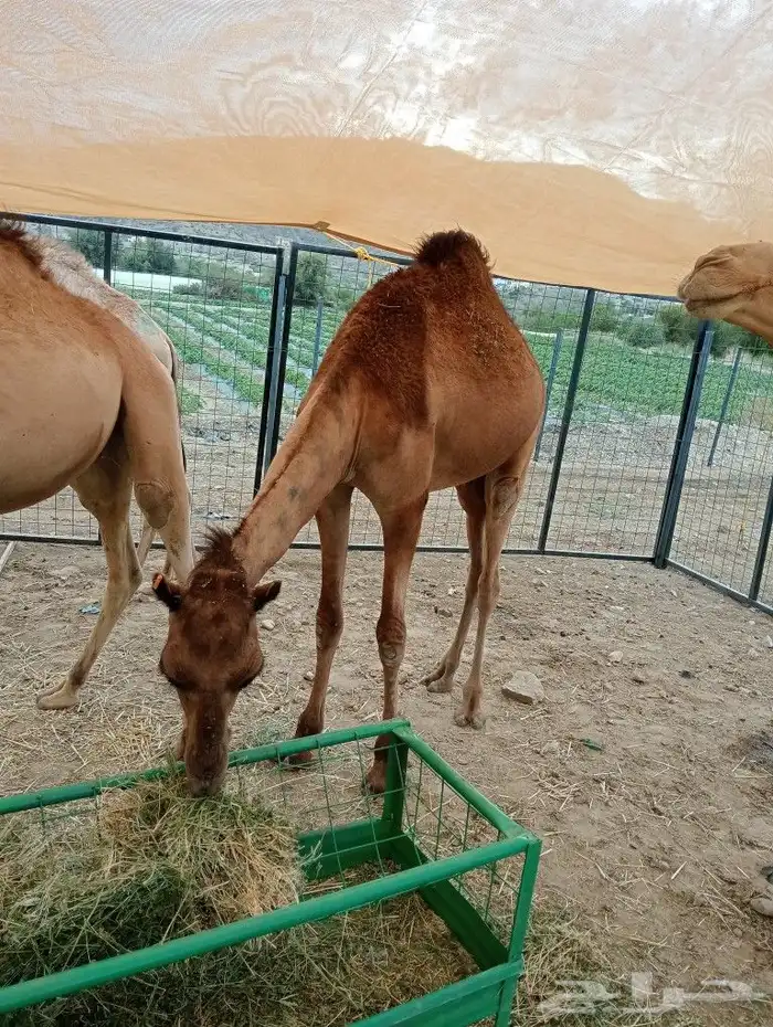 ماشاءاللة تبارك الرحمن متوفرة عندنا قعدان بربري وتيوس ورفيدي 2