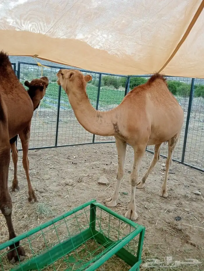 ماشاءاللة تبارك الرحمن متوفرة عندنا قعدان بربري وتيوس ورفيدي 5