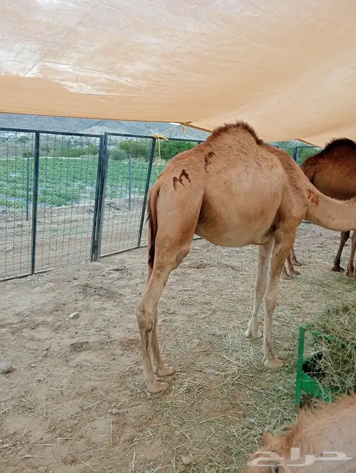 ماشاءاللة تبارك الرحمن متوفرة عندنا قعدان بربري وتيوس ورفيدي 8