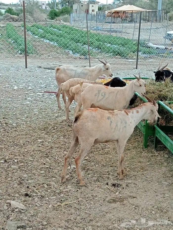 ماشاءاللة تبارك الرحمن متوفرة عندنا قعدان بربري وتيوس ورفيدي 15