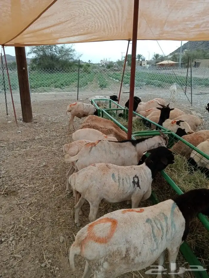 ماشاءاللة تبارك الرحمن متوفرة عندنا قعدان بربري وتيوس ورفيدي 23