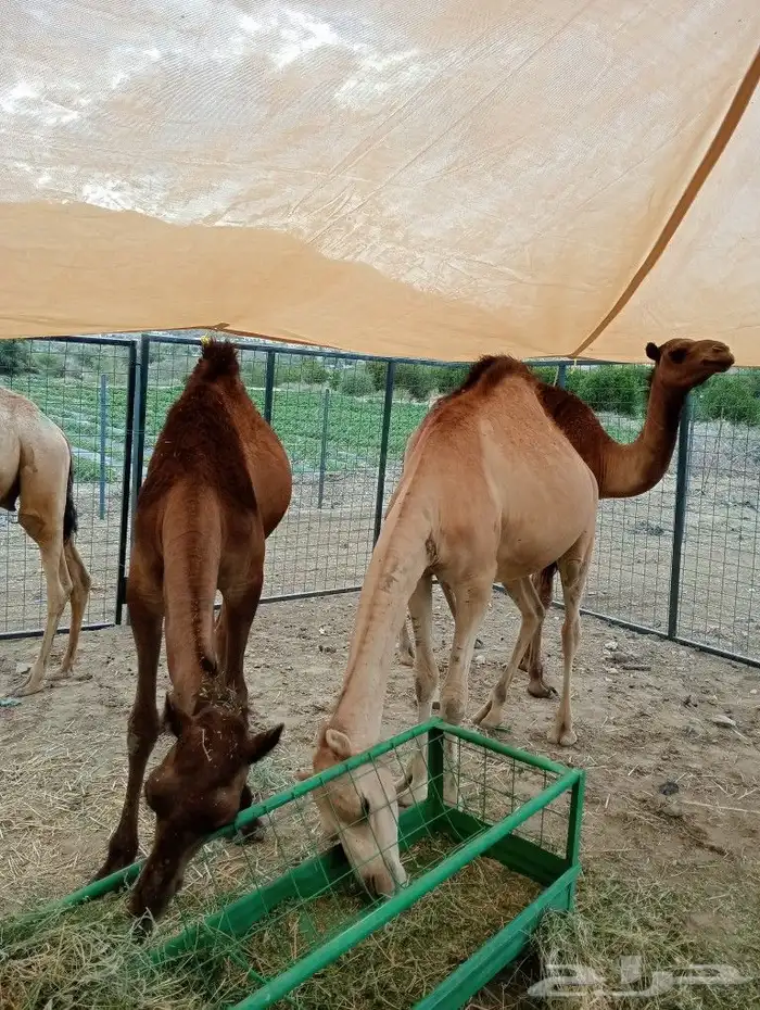 ماشاءاللة تبارك الرحمن متوفرة عندنا قعدان بربري وتيوس ورفيدي 3