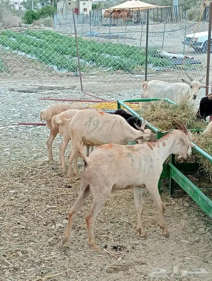 ماشاءاللة تبارك الرحمن متوفرة عندنا قعدان بربري وتيوس ورفيدي 13