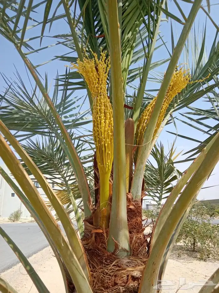 زراعه نخيل 3