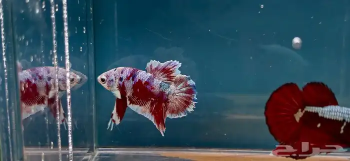 BETTAS FOR SALE 3
