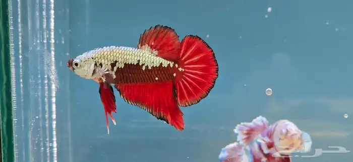 BETTAS FOR SALE 4