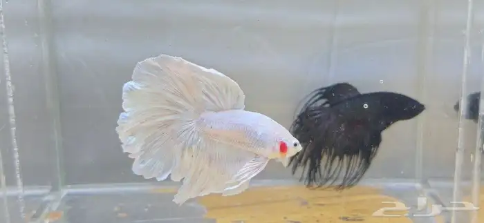 BETTAS FOR SALE 1