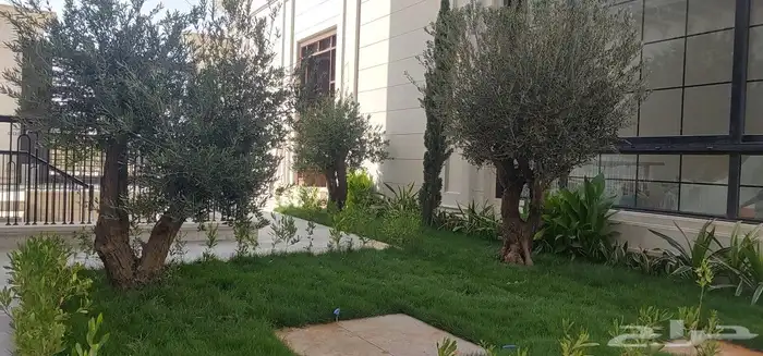 زيتون اسباني زيتون معمر قزم نخل عربي نخل زينه أمريكي ترلماني 3