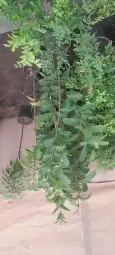 مشتل تنسيق حدائق 2