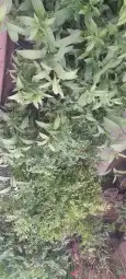 مشتل تنسيق حدائق 5