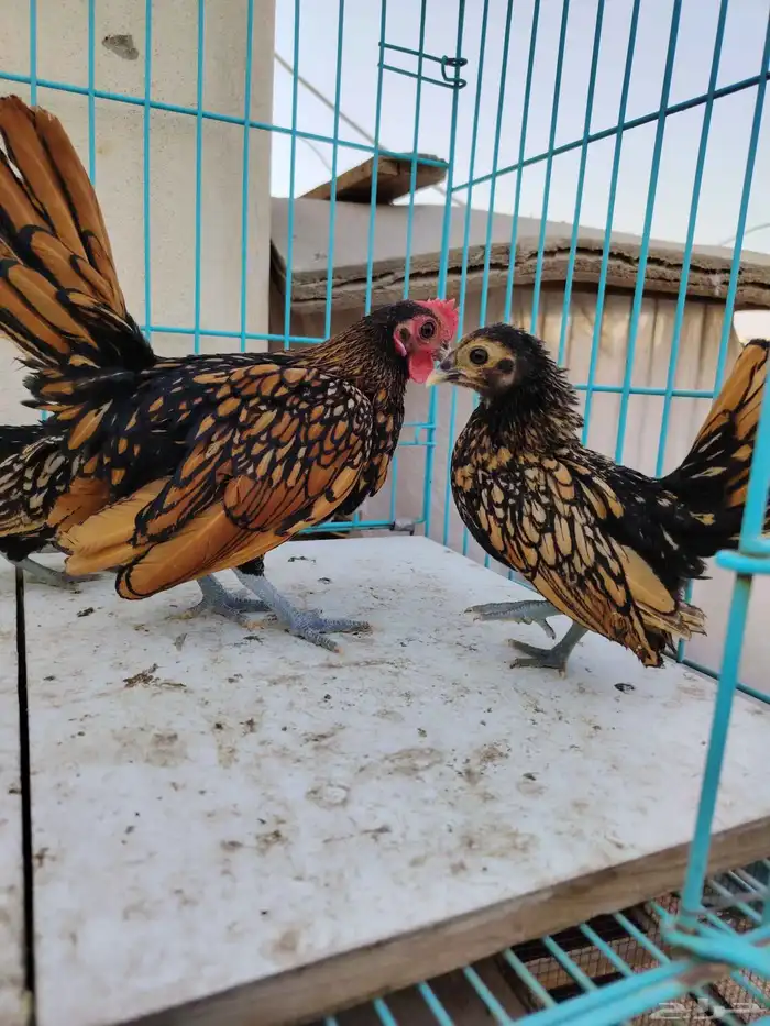 سبرايت صوص. تم البيع 3