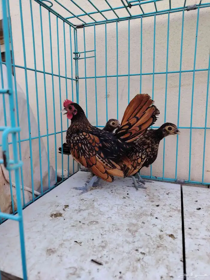 سبرايت صوص. تم البيع 2