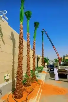 واشطونيا زينه ابومروحه جميع المقاسات 6