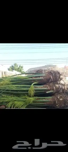يوجد لدينا جميع انواع النخيل المثمر حسب النوعيه والمقاسات 4