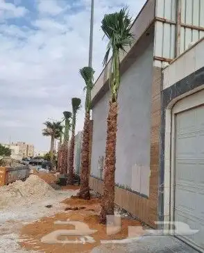 واشطونيا زينه ابومروحه جميع المقاسات 1