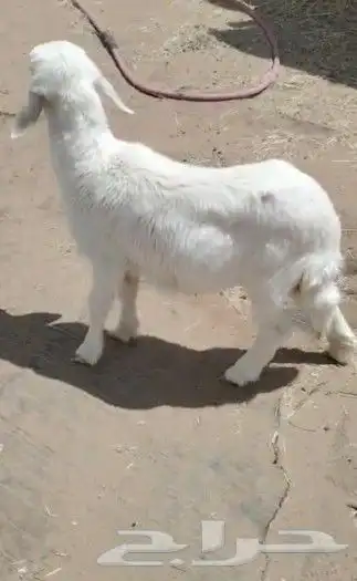 جز وتقليم وتغسيل اغنام وجميع الموشي 0