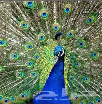 جوز فروخ طاؤوس 1