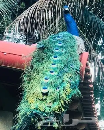 جوز فروخ طاؤوس 0