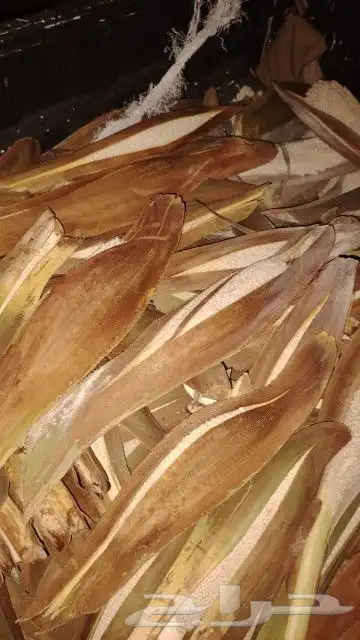 لقاح نخيل بار جديد طازج 0