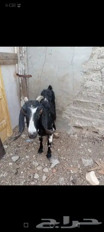 عارضيه قارحه كبيره في السن حليب تدر ما شاء الله فيها حليب 3