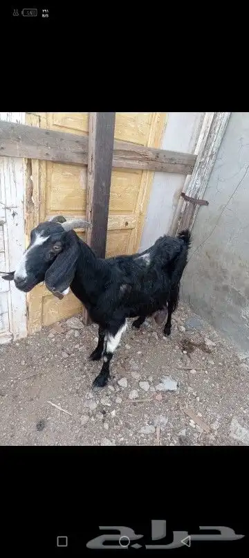 عارضيه قارحه كبيره في السن حليب تدر ما شاء الله فيها حليب 2