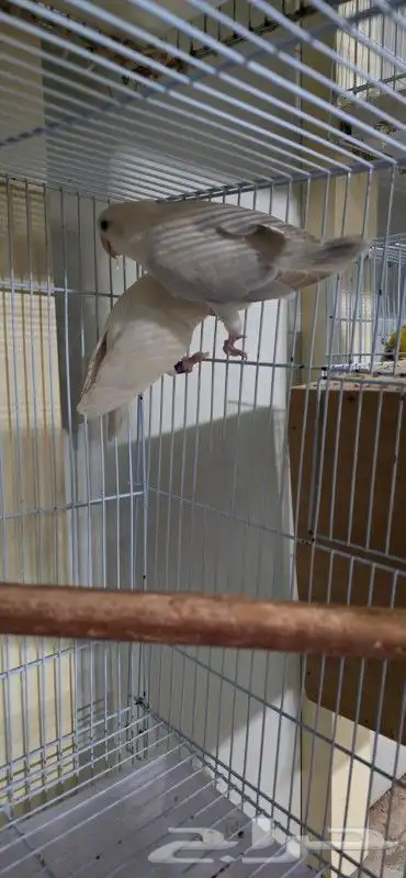 زوج روز الذكر البينو صافي الأنثى بيلد لون مميز وحجم سوبر جام 2