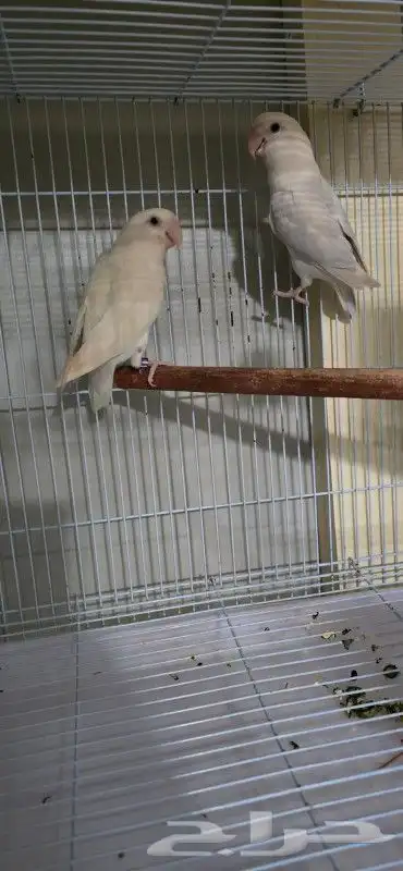 زوج روز الذكر البينو صافي الأنثى بيلد لون مميز وحجم سوبر جام 6