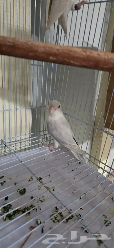 زوج روز الذكر البينو صافي الأنثى بيلد لون مميز وحجم سوبر جام 1