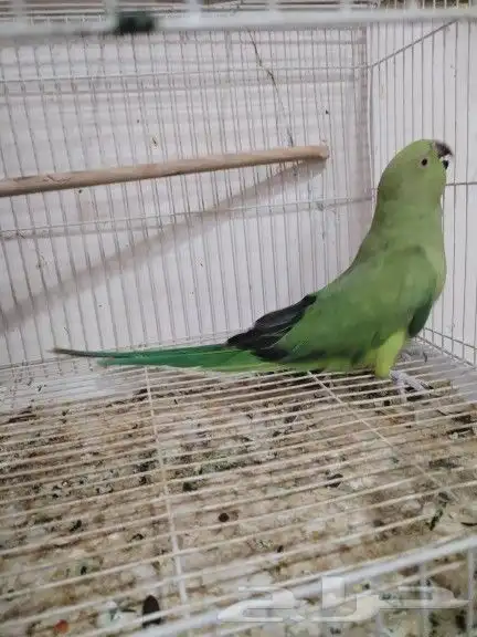 أنثى دره هندي منتجه 0